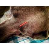 onde tem acupuntura veterinária em cachorros República