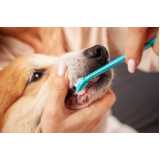 onde tem odontologia para cachorro Alto da Boa Vista