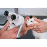 onde tem oftalmologista canino Pedreira