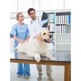 onde tem ortopedista veterinário para animais Interlagos