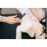 onde tem vacina antirrábica cachorro Jardim Prainha
