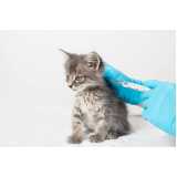 onde tem vacina antirrábica para gato Chácara Inglesa