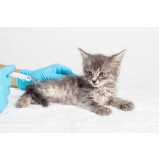 onde tem vacina para gato filhote Ibirapuera