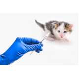 onde tem vacina para gato v4 Boque da Saúde