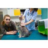 onde tem vacina v4 para gatos Consolação