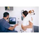 Ortopedista Canino