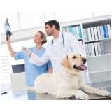 Ortopedista Veterinário para Animais
