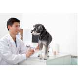 ortopedista veterinário agendar ABCD