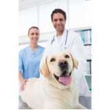 ortopedista veterinário para animais marcar Berrini