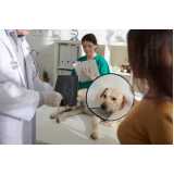 ortopedista veterinário para animais Praça da Árvore