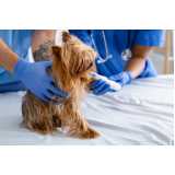 ortopedista veterinário para cães agendar Vila Sonia