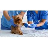 ortopedista veterinário para cães Real Park