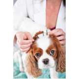 acupuntura para cachorros