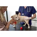 telefone de clínica veterinária para cães e gatos Aeroporto