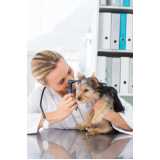 telefone de veterinário especialista em dermatologia animal Brooklin Novo