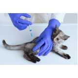telefone de veterinário especializado em gatos Pacaembu