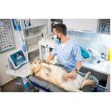 ultrassom abdominal veterinário marcar Brooklin
