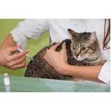 vacina antirrábica gato clínica Jardim Leonor