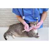 vacina antirrábica gato Santo Amaro