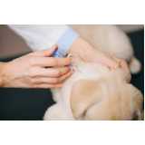 vacina contra raiva cachorro clínica Brookiln Velho