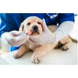 vacina contra raiva cachorro Cidade Ademar