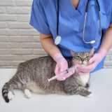 vacina contra raiva gato clínica Vila Tramontano