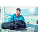 vacina da raiva cachorro clínica Vila Leonor