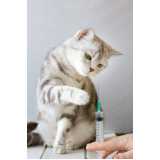 vacina de raiva gato Sé