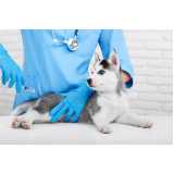 vacina de raiva para cachorro clínica Interlagos