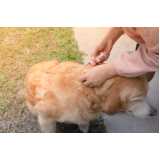 vacina giardia para cães clínica Boque da Saúde