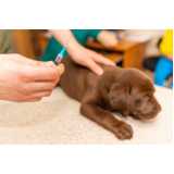 vacina para filhote de cachorro clínica Vila Tramontano