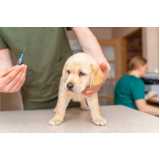 vacina para filhote de cachorro Itaim Bibi