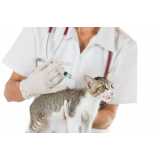vacina para filhote de gato clínica Jockey Club