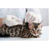 vacina para filhote de gato Vila Cruzeiro