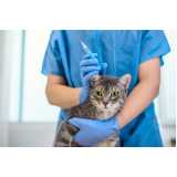 vacina para gato clínica Itaim Bibi