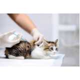 vacina para gato v4 clínica Taboão