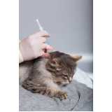 vacina para gato v4 Santa Cruz