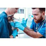vacina para gato Vila Uberlândia