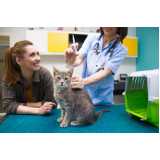 vacina v4 para gatos clínica Sacomã