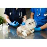 vacina v4 para gatos Grajaú