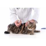 Vacina para Filhote de Gato