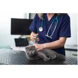veterinário de cães e gatos 24h Boque da Saúde