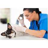 veterinário especialista em alergia animal Vila Progredior
