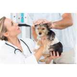 veterinário especialista em dermatologia animal telefone Saúde