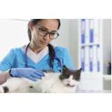 veterinário especialista em dermatologia felina telefone Jardim Guedala