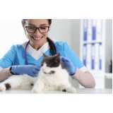 veterinário especialista em dermatologia felina Mirandópolis