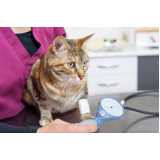 veterinário especialista em gato telefone Ibirapuera