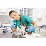 veterinário especialista em gato Saúde