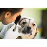 veterinário especialista em pele de cachorro telefone Jardins