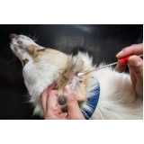 veterinário especialista em pele de cachorro Jockey Club